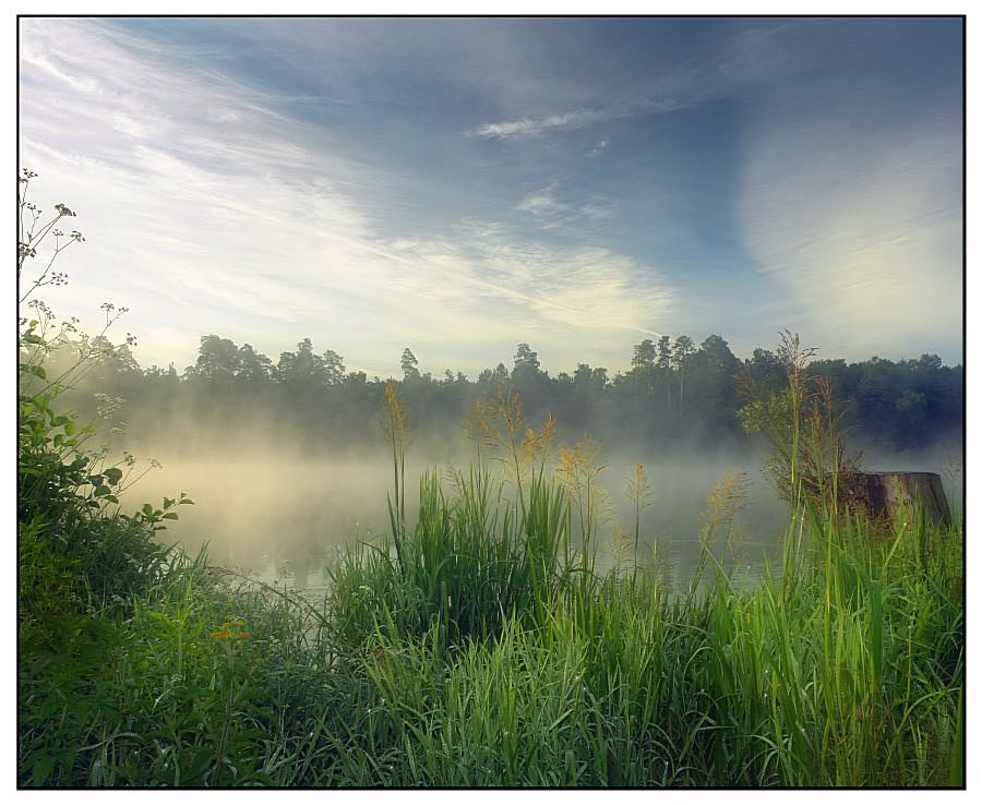 photo "I go on dew..." tags: landscape, forest, summer