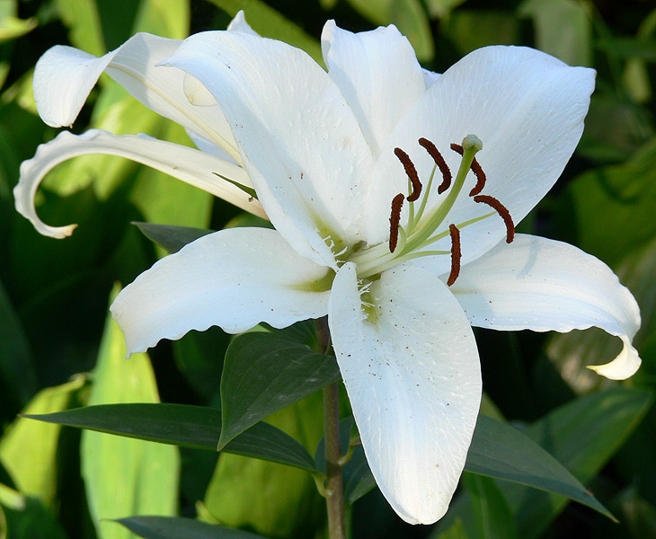 photo "White flower" tags: nature, flowers