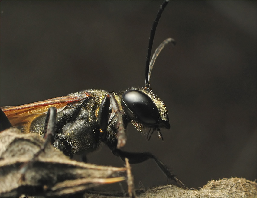 photo "***" tags: nature, macro and close-up, insect