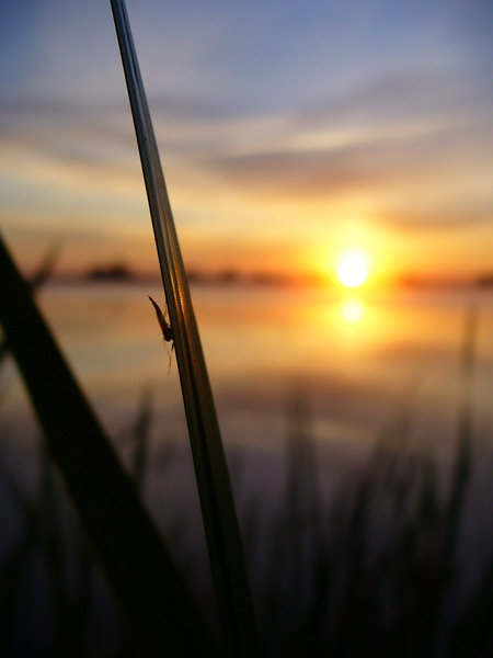 photo "***" tags: nature, insect