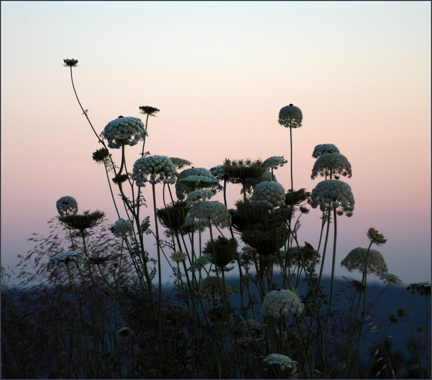 photo "Twilight time" tags: nature, flowers