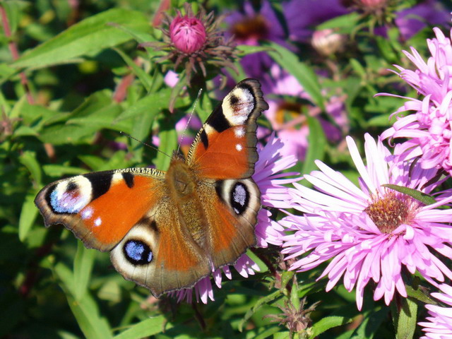 photo "***" tags: nature, insect