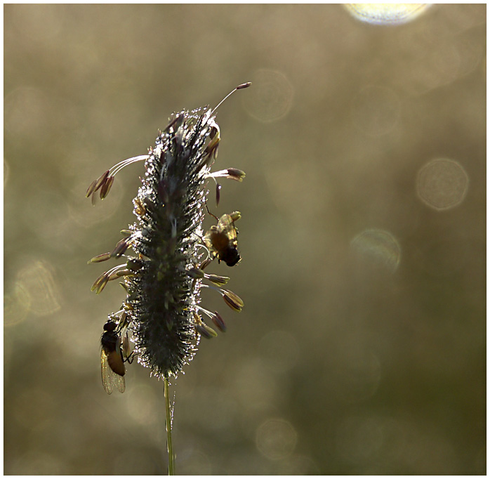 photo "Morning for the fly :)" tags: macro and close-up, 