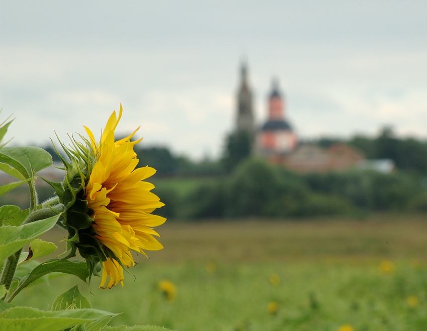 photo "Sunflower" tags: landscape, summer