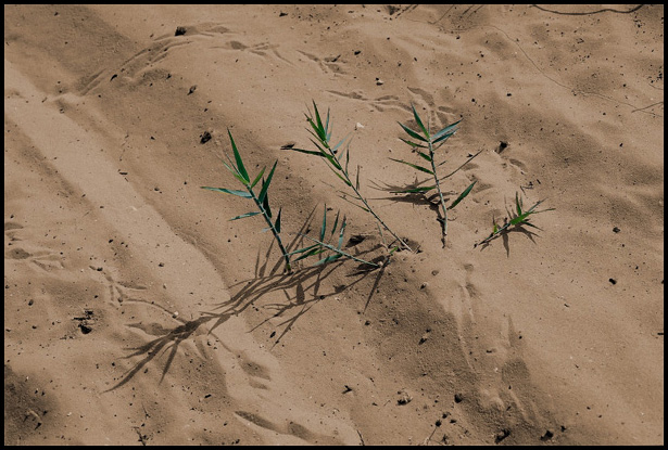 photo "Among the sands - 1" tags: landscape, 