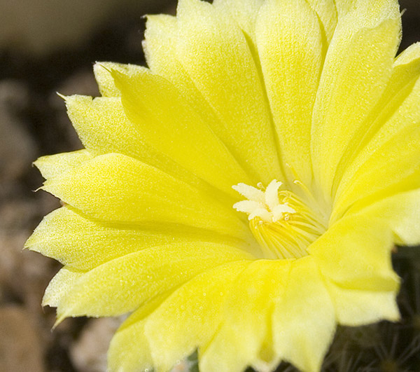 photo "***" tags: macro and close-up, nature, flowers