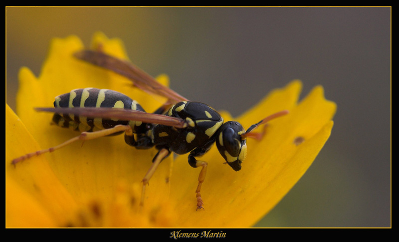 photo "Wasp" tags: macro and close-up, nature, insect