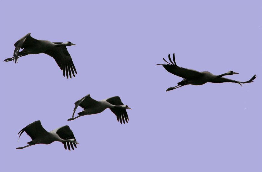 photo "Cranes fly" tags: nature, wild animals