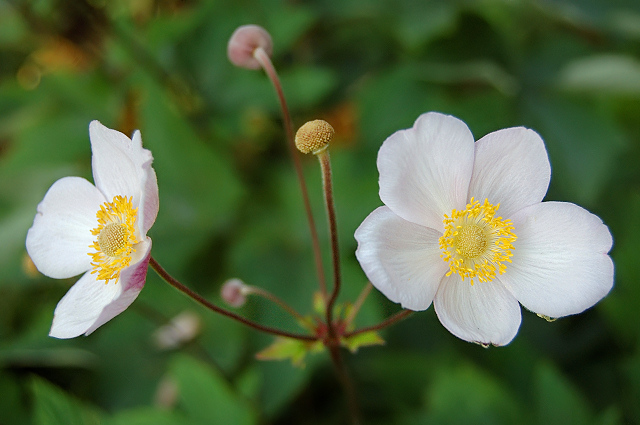 photo "***" tags: nature, flowers