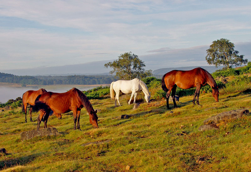 photo "A trip to the field" tags: nature, pets/farm animals