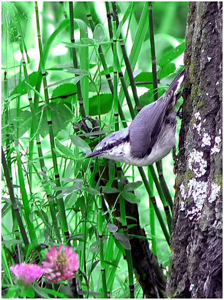 photo "Nuthatch" tags: nature, macro and close-up, wild animals