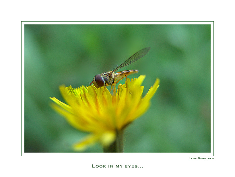 photo "Look in my eyes..." tags: macro and close-up, nature, insect