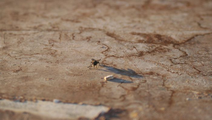 photo "***" tags: nature, misc., insect