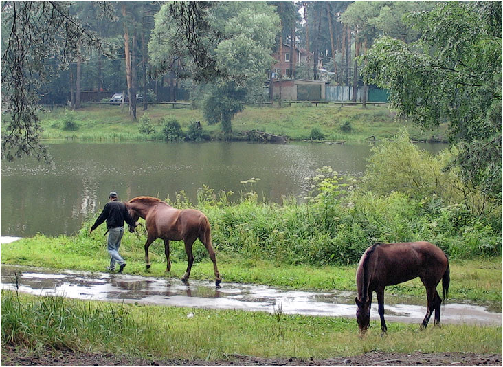 фото "Ходят кони..." метки: пейзаж, вода
