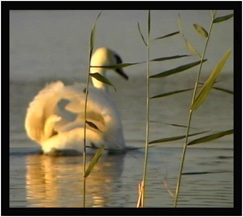 фото "3reeds" метки: природа, дикие животные