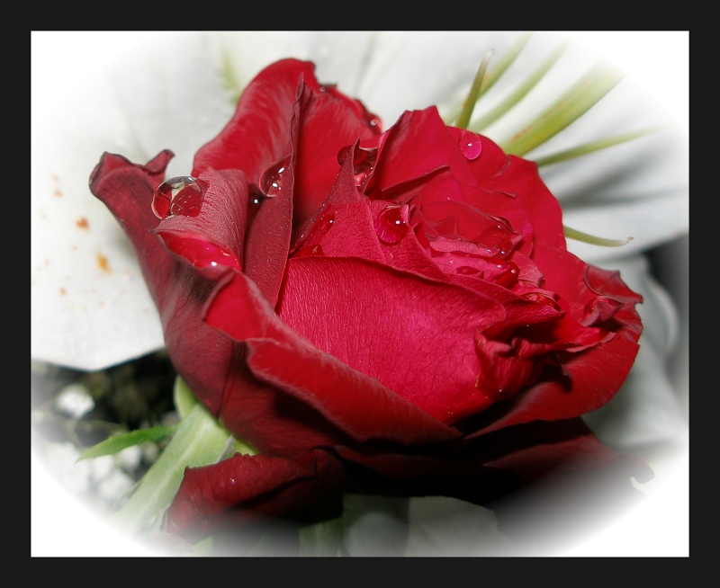 фото "Red rose" метки: природа, макро и крупный план, цветы