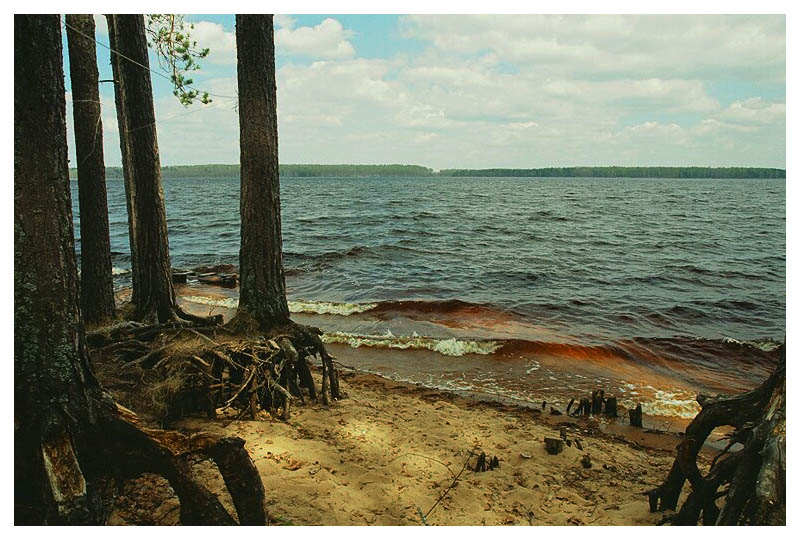 photo "Tolkien`s Heroes of lake Seliger" tags: landscape, forest, water