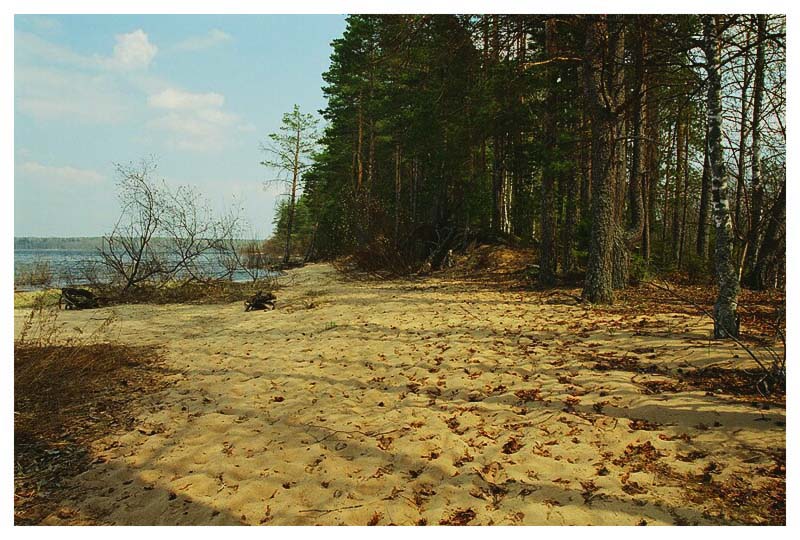 photo "Beaches of Seliger" tags: landscape, forest, water