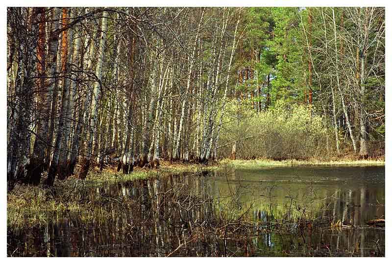 photo "Yellow and white" tags: landscape, forest, water