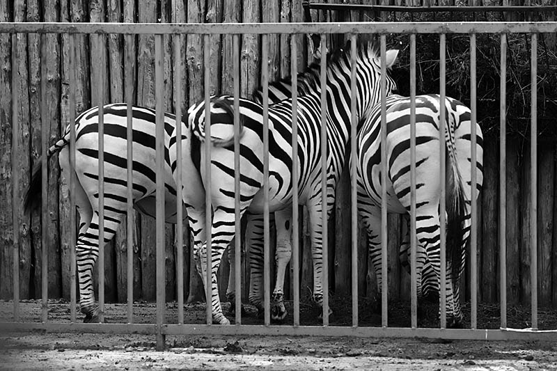 photo "***" tags: nature, black&white, wild animals