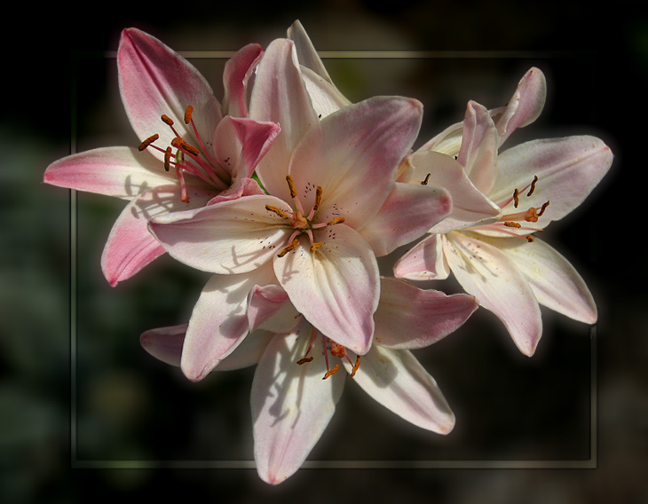 фото "Нежный розовый" метки: природа, макро и крупный план, цветы