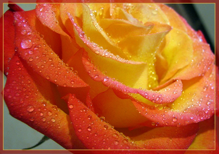 photo "***" tags: macro and close-up, 