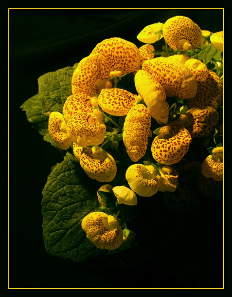 photo "Calceolaria" tags: nature, macro and close-up, flowers