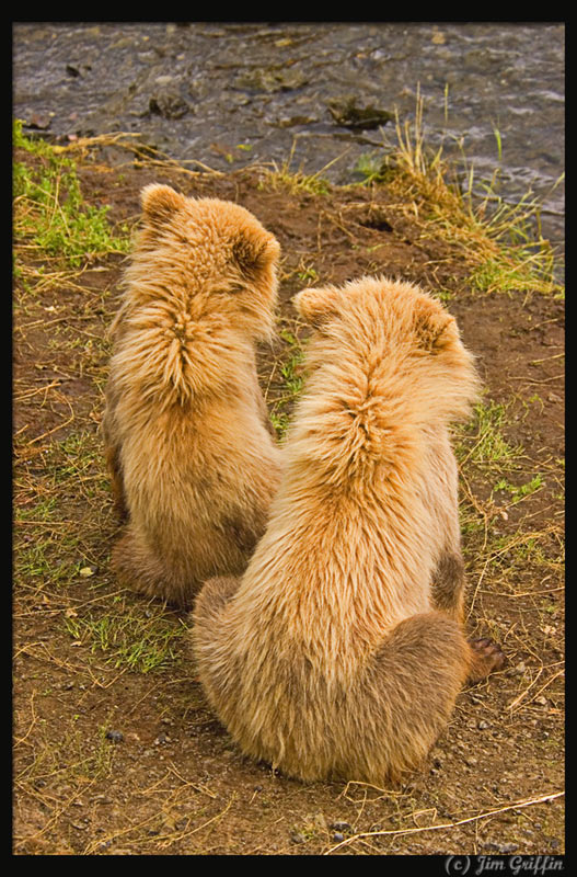 photo "Nothing like spending time with your sibling" tags: nature, wild animals