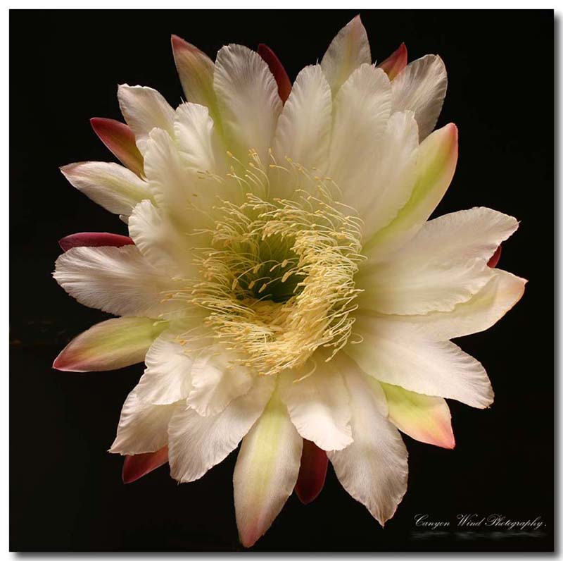 photo "Night blooming cactus blossom !" tags: nature, macro and close-up, flowers