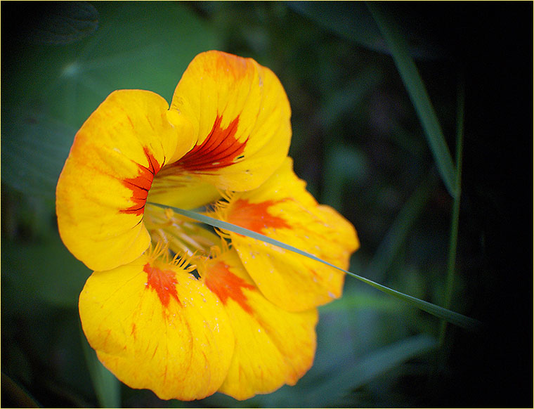 photo "***" tags: nature, macro and close-up, flowers