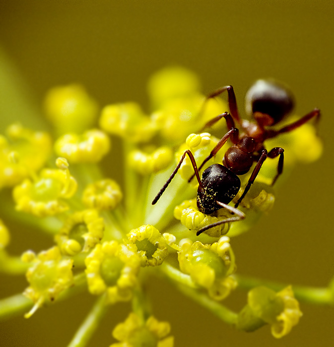 photo "Ant" tags: macro and close-up, 