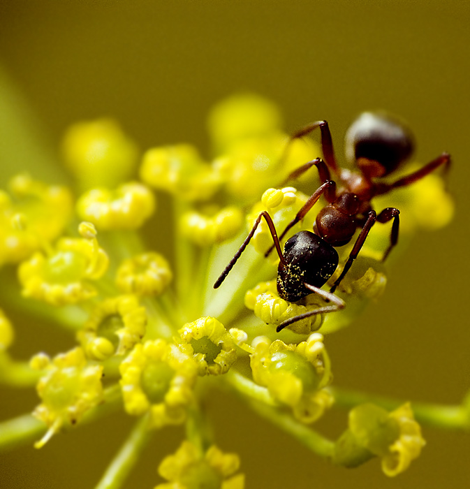 фото "Ant" метки: макро и крупный план, 