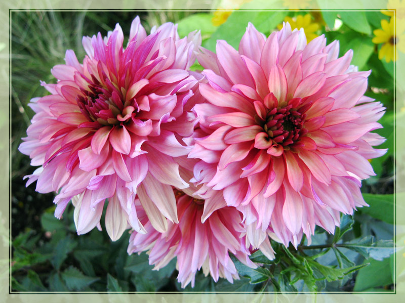photo "***" tags: nature, flowers