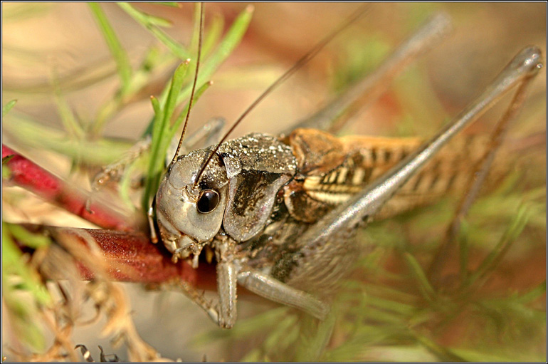 photo "Mr. smith:)" tags: macro and close-up, nature, insect