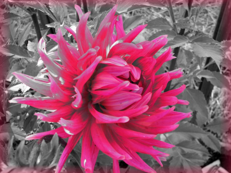 photo "***" tags: macro and close-up, 