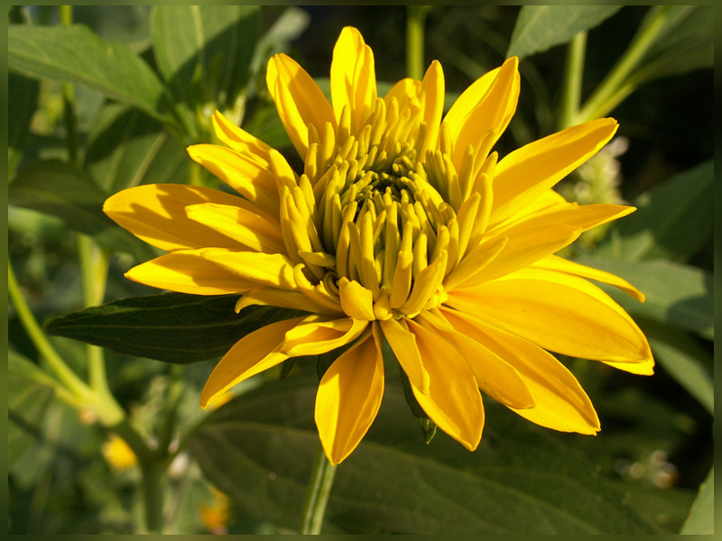 photo "yellow" tags: nature, macro and close-up, flowers