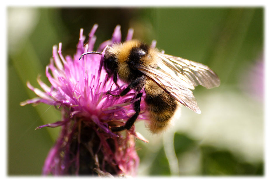 photo "***" tags: nature, macro and close-up, insect