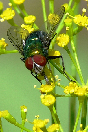 photo "***" tags: nature, insect