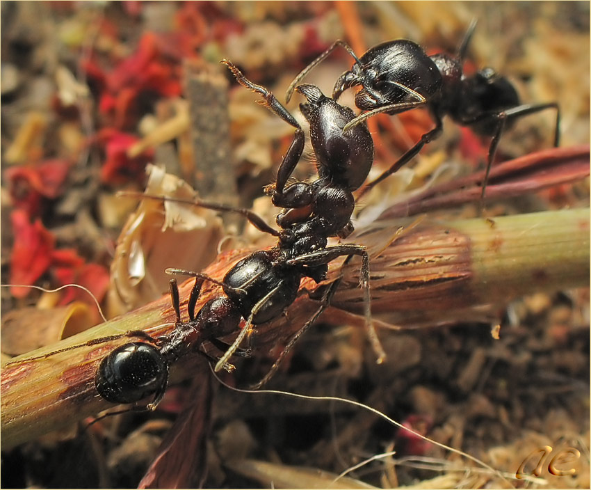 photo "***" tags: nature, macro and close-up, insect