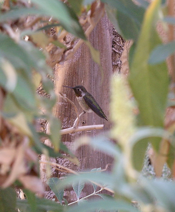 photo "The humming-bird" tags: nature, travel, North America, wild animals