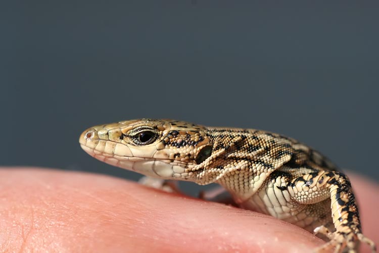 photo "Lizard im my hand" tags: macro and close-up, nature, wild animals