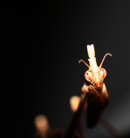 photo "MAntis in the shadows" tags: macro and close-up, nature, insect