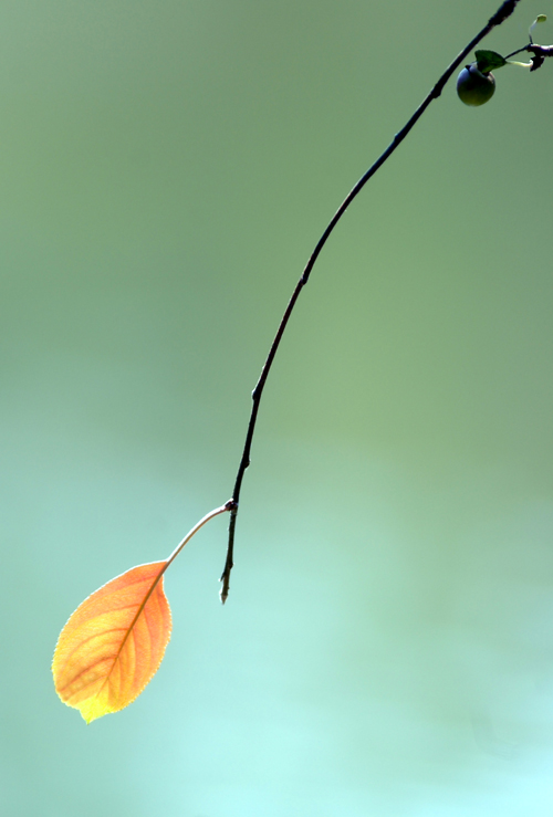 photo "first sign of fall" tags: nature, 