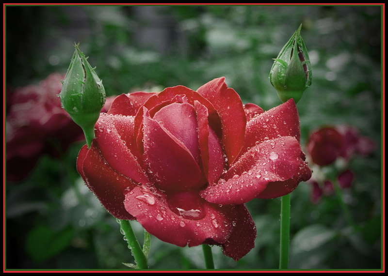 photo "***" tags: nature, flowers