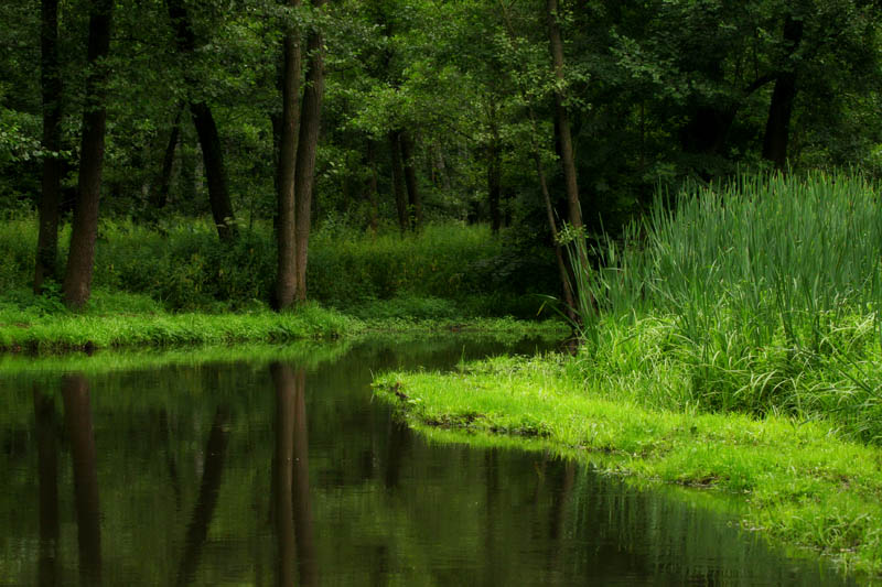 фото "Хмурый полдень" метки: пейзаж, вода, лес