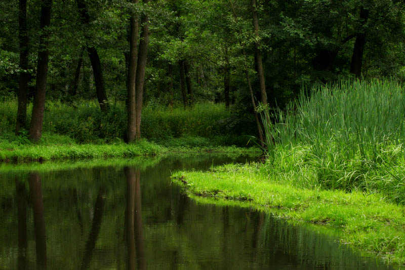 photo "Gloomy midday" tags: landscape, forest, water
