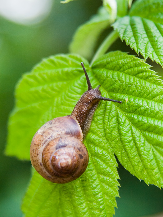 photo "Snail" tags: macro and close-up, 