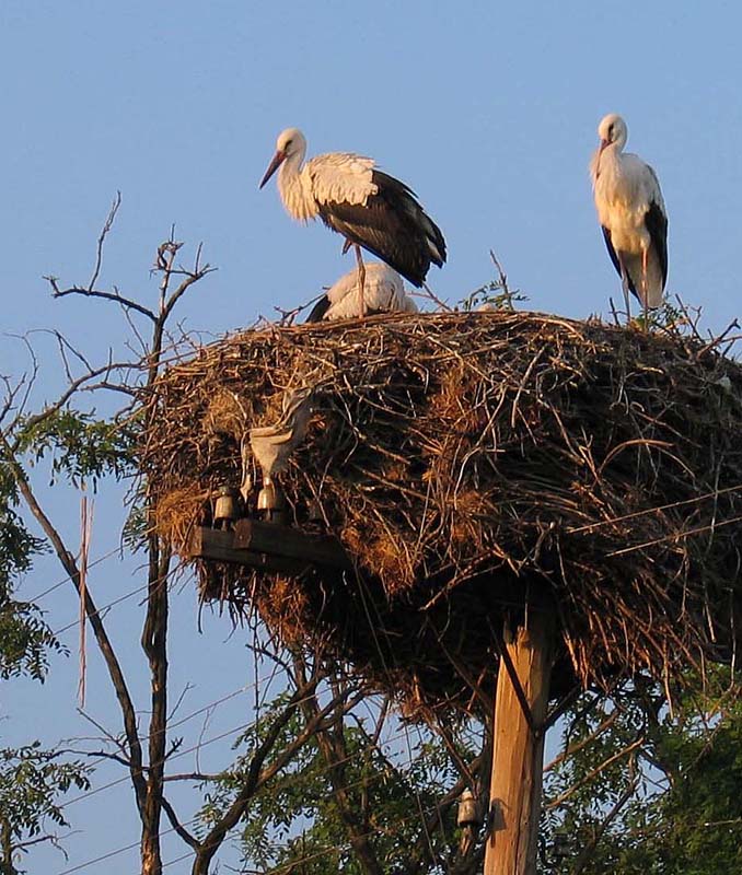 photo "2005г. На закате" tags: nature, wild animals