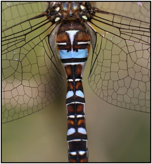 photo "dragonfly torso" tags: macro and close-up, 