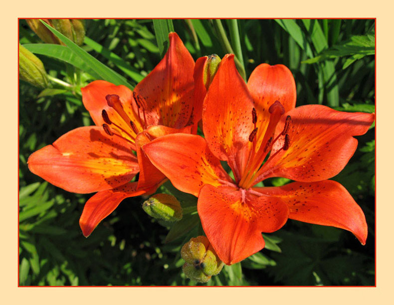 photo "Couple" tags: nature, macro and close-up, flowers